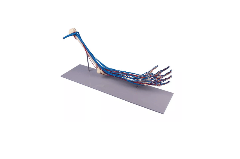 Armskelett mit Gefäßen – detailliertes Modell zur Darstellung des arteriellen und venösen Systems im menschlichen Arm - Erler - Zimmer